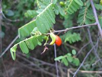 Rourea orientalis fruit3B-t.JPG